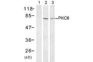 Western blot analysis of extract from HT-29 (Lane 1 and 2) and K562 cells (Lane 3) treated with Anisomycin (1mM, 30min), using PKCθ (Ab-695) antibody (E021185). (PKC theta antibody)