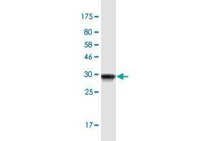 Western Blot detection against Immunogen (31. (PKIB antibody  (AA 2-54))