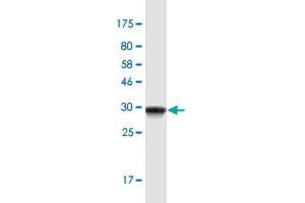 PKIB antibody  (AA 2-54)