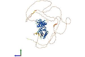 AlphaFold protein structure predicition of Human Recombinant MEX3B Protein, UniprotID Q6ZN04