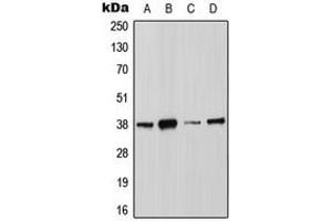 Western blot analysis of Annexin A2 (pS26) expression in MCF7 (A), HCT116 (B), HeLa (C), NIH3T3 (D) whole cell lysates. (Annexin A2 antibody  (N-Term, pSer26))