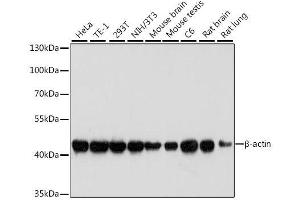 Western blot analysis of extracts of various cell lines, using β-actin antibody.