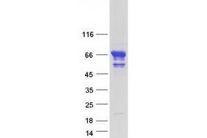 Validation with Western Blot (KLC4 Protein (Transcript Variant 2) (Myc-DYKDDDDK Tag))