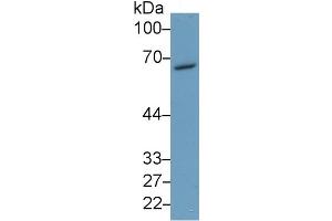Mouse Capture antibody from the kit in WB with Positive Control: Human 293T cell lysate. (RARS ELISA Kit)