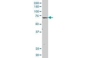 IGSF8 antibody  (AA 220-322)