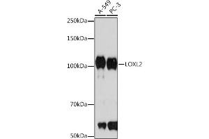 Western blot analysis of extracts of various cell lines, using LOXL2 Rabbit mAb (ABIN7268348) at 1:1000 dilution. (LOXL2 antibody)