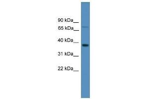 Western Blot showing OR1S1 antibody used at a concentration of 1. (OR1S1 antibody  (C-Term))