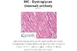 Image no. 1 for anti-Dystroglycan 1 (DAG1) (Internal Region) antibody (ABIN1733844) (Dystroglycan antibody  (Internal Region))