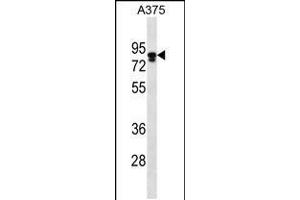 Western blot analysis in A375 cell line lysates (35ug/lane). (Melanophilin antibody  (C-Term))