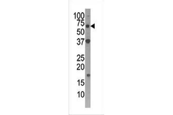 ATG4D antibody  (C-Term)