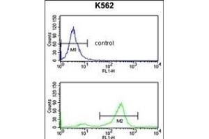 TSN2 Antibody (Center) (ABIN653269 and ABIN2842786) flow cytometry analysis of K562 cells (bottom histogram) comred to a negative control cell (top histogram). (Tetraspanin 2 antibody  (AA 109-137))