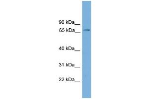 WB Suggested Anti-Fbxw7 Antibody Titration:  0. (FBXW7 antibody  (Middle Region))