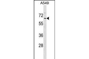 ZN Antibody (N-term) (ABIN1539043 and ABIN2849455) western blot analysis in A549 cell line lysates (35 μg/lane). (ZNF675 antibody  (N-Term))