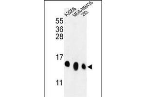 Western blot analysis of RPL36 Antibody (N-term) (ABIN653584 and ABIN2842958) in , MDA-M, 293 cell line lysates (35 μg/lane). (RPL36 antibody  (N-Term))