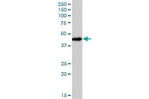 JUNB MaxPab polyclonal antibody. (JunB antibody  (AA 1-347))
