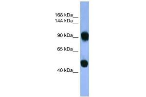 Human Muscle; WB Suggested Anti-AP1B1 Antibody Titration: 0. (AP1B1 antibody  (C-Term))