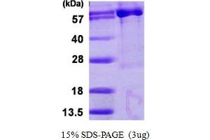 SDS-PAGE (SDS) image for 3'-phosphoadenosine 5'-phosphosulfate Synthase 1 (PAPSS1) (AA 24-624) protein (His tag) (ABIN668017)
