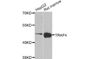 Western blot analysis of extracts of HepG2 and Rat marrow cell lines, using TRAF4 antibody. (TRAF4 antibody)