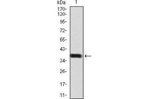Western blot analysis using BMP2 mAb against human BMP2 (AA: 283-396) recombinant protein.
