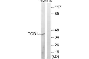 Western blot analysis of extracts from HT-29 cells, treated with serum (20%, 15mins), using TOB1 (Phospho-Ser164) antibody. (Protein Tob1 (TOB1) (pSer164) antibody)