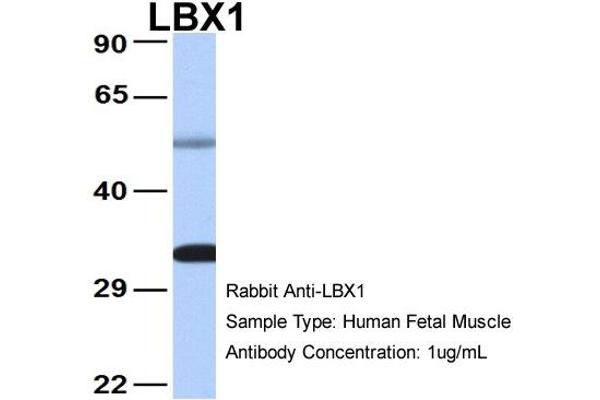 Lbx1 anticorps  (Middle Region)