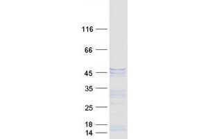 Validation with Western Blot (Doublecortin Protein (DCX) (Transcript Variant 4) (Myc-DYKDDDDK Tag))