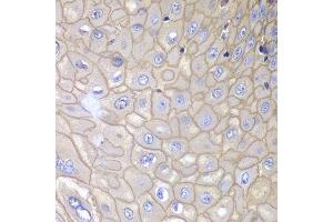 Immunohistochemistry of paraffin-embedded human esophagus using ANXA1 antibody. (Annexin a1 antibody  (AA 1-346))