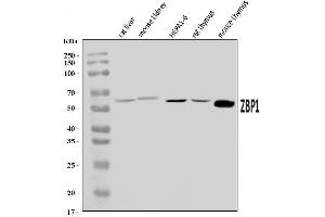Western blot analysis of DAI/Zbp1 using anti-DAI/Zbp1 antibody (ABIN7600497).