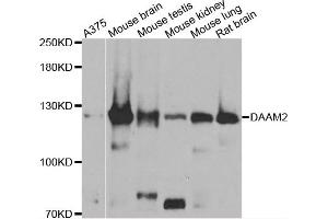 Western blot analysis of extracts of various cell lines, using DAAM2 antibody (ABIN4903447) at 1:1000 dilution. (DAAM2 antibody)