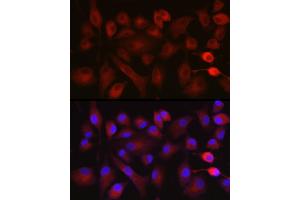 Immunofluorescence analysis of A-549 cells using NOX5 Rabbit pAb (ABIN6133125, ABIN6144754, ABIN6144755 and ABIN6222951) at dilution of 1:100 (40x lens). (NOX5 antibody  (AA 661-765))