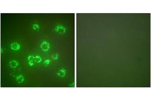 Immunofluorescence analysis of COS7 cells, using GRP75 Antibody. (HSPA9 antibody  (AA 630-679))