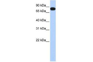 EML3 antibody used at 1 ug/ml to detect target protein. (EML3 antibody  (N-Term))