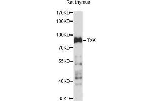 Western blot analysis of extracts of rat thymus, using TXK antibody (ABIN6293078) at 1:1000 dilution. (TXK antibody)
