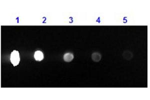 Dot Blot results of Rabbit F(ab')2 Anti-Mouse IgG Antibody Phycoerythrin Conjugated. (Rabbit anti-Mouse IgG (Heavy & Light Chain) Antibody (PE) - Preadsorbed)