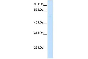 WB Suggested Anti-UGT1A1 Antibody Titration:  2. (UGT1A1 antibody  (Middle Region))