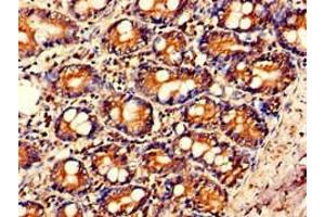 Immunohistochemistry of paraffin-embedded human small intestine tissue using ABIN7156868 at dilution of 1:100 (IL23A antibody  (AA 20-155))