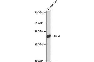 Western blot analysis of extracts of Mouse liver using PER2 Polyclonal Antibody at dilution of 1:3000. (PER2 antibody)