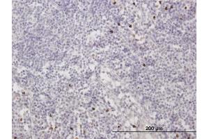 Immunoperoxidase of purified MaxPab antibody to MNDA on formalin-fixed paraffin-embedded human lymph node. (MNDA antibody  (AA 1-407))