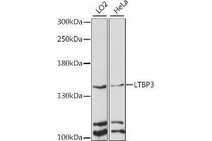 Western blot analysis of extracts of various cell lines, using LTBP3 antibody (ABIN7268190) at 1:1000 dilution. (LTBP3 antibody  (AA 1004-1303))