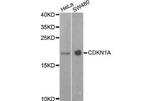 Western Blotting (WB) image for anti-Cyclin-Dependent Kinase Inhibitor 1A (p21, Cip1) (CDKN1A) (AA 1-164) antibody (ABIN1679159) (p21 antibody  (AA 1-164))