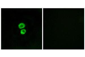 Immunofluorescence (IF) image for anti-Interferon-Induced Transmembrane Protein 3 (IFITM3) (N-Term) antibody (ABIN1850398) (IFITM3 antibody  (N-Term))