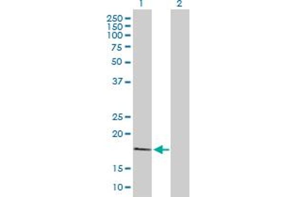 MDP1 antibody  (AA 1-176)