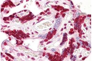 Anti-PPP1R2 antibody IHC staining of human placenta. (PPP1R2 antibody  (AA 86-135))