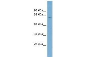 Image no. 1 for anti-CD5 (CD5) (N-Term) antibody (ABIN6742005)