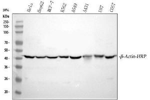 Western blot analysis of beta-Actin using anti-beta-Actin antibody (ABIN7603251).