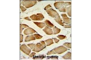 CTSF Antibody (Center ) (ABIN390488 and ABIN2840848) IHC analysis in formalin fixed and paraffin embedded human Skeletal muscle tissue followed by peroxidase conjugation of the secondary antibody and DAB staining. (Cathepsin F antibody  (AA 261-290))