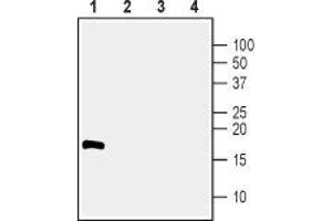 Western blot analysis of 100 ng human recombinant CDNF (lanes 1 and 3) and 100 ng human recombinant MANF (lanes 2 and 4):  - 1,2. (CDNF antibody  (Mature))