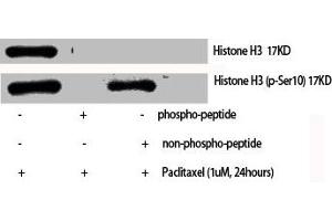 Western Blot analysis of various cells using Phospho-Histone H3 (S10) Polyclonal Antibody (HIST1H3A/HIST2H3A/H3F3A (pSer10) antibody)