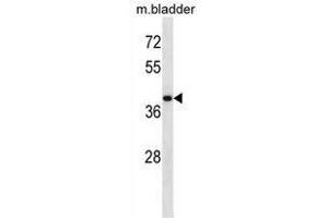 USP12 Antibody (Center) western blot analysis in mouse bladder tissue lysates (35 µg/lane). (USP12 antibody  (Middle Region))