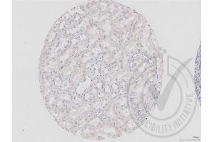 Immunohistochemistry (IHC) image for anti-Dishevelled Segment Polarity Protein 1 (DVL1) (AA 21-100) antibody (ABIN670671)